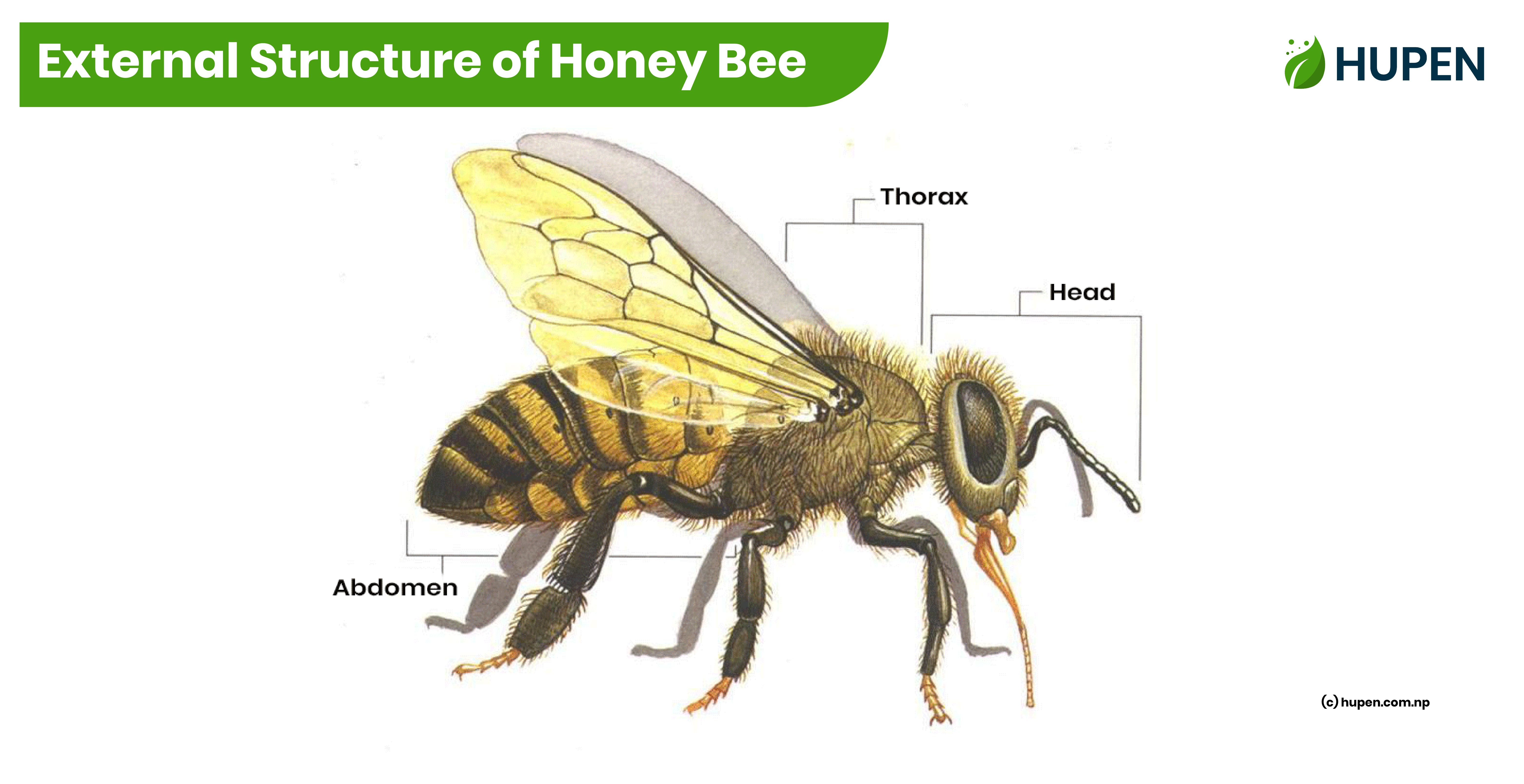 External Structure of Honey Bee